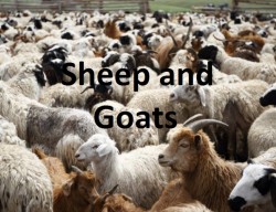 sheepandgoats2