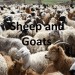 sheepandgoats2