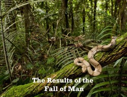 Boa Constrictor (Boa constrictor) coiled around a mossy tree branch in the rainforest, South America