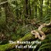 Boa Constrictor (Boa constrictor) coiled around a mossy tree branch in the rainforest, South America